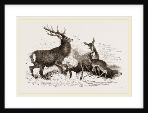 Red Deer by Anonymous