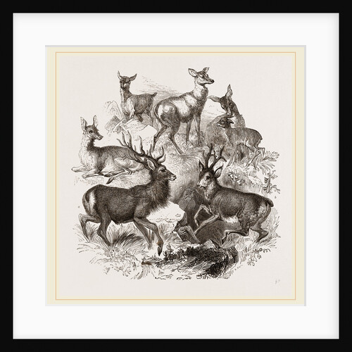 A Stag and the Roebuck by Anonymous