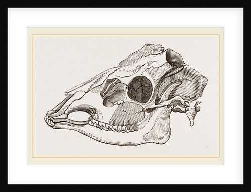 Skull of Sambur Deer by Anonymous