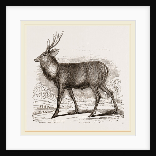 Sambur-Deer by Anonymous