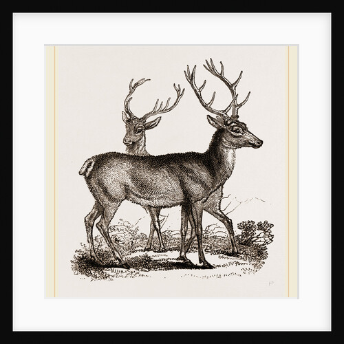 Red Deer by Anonymous