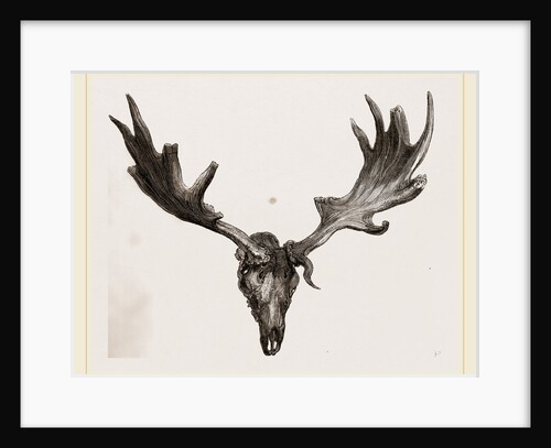 Fossil elk of Ireland by Anonymous
