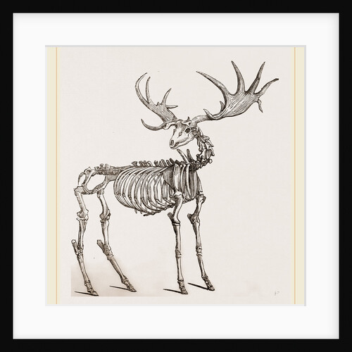 Skeleton of Fossil Elk by Anonymous