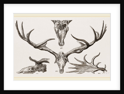 Fossil Elk by Anonymous