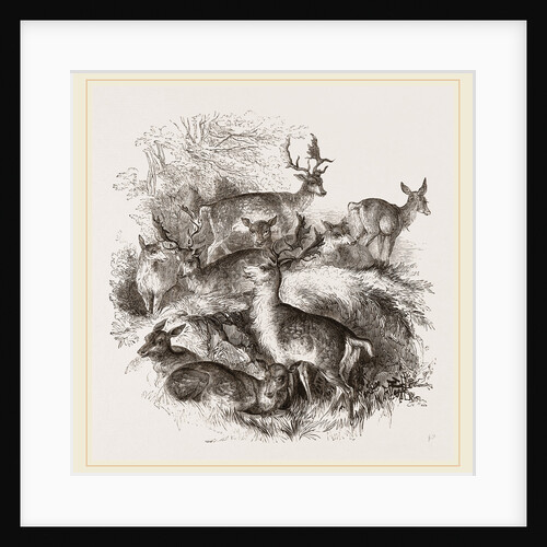 Fallow Deer by Anonymous