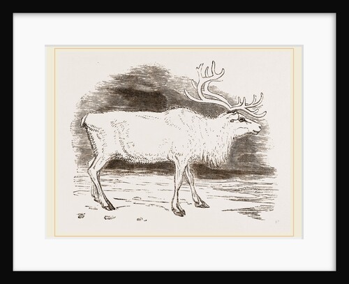 Rein-Deer by Anonymous