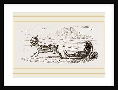 Rein-Deer harnessed to a Sledge by Anonymous