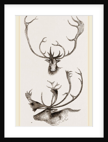 Horns of Carabous by Anonymous