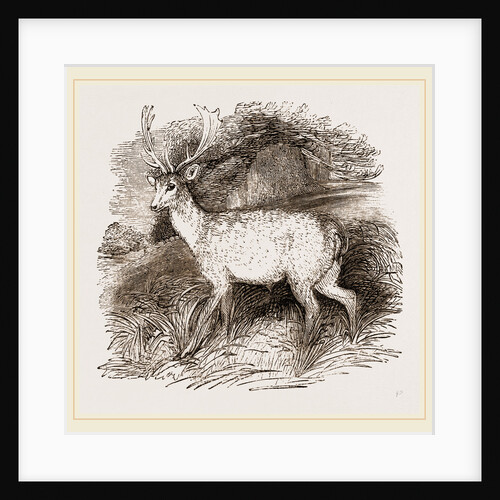 Fallow-Deer by Anonymous
