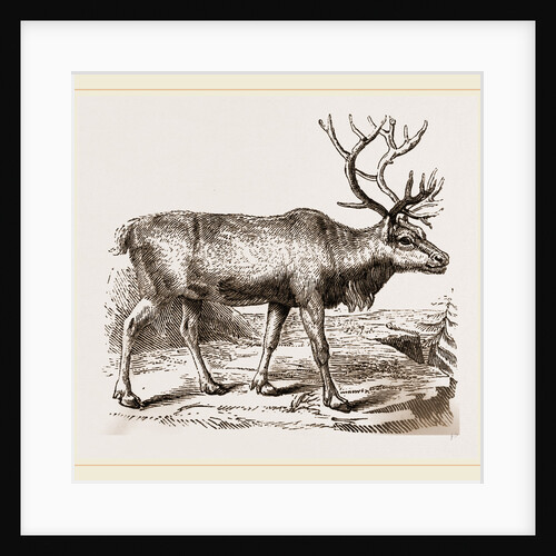 Rein Deer by Anonymous