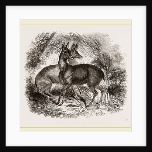 Musk-Deer by Anonymous
