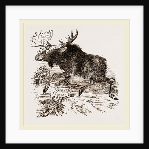 American Elk by Anonymous