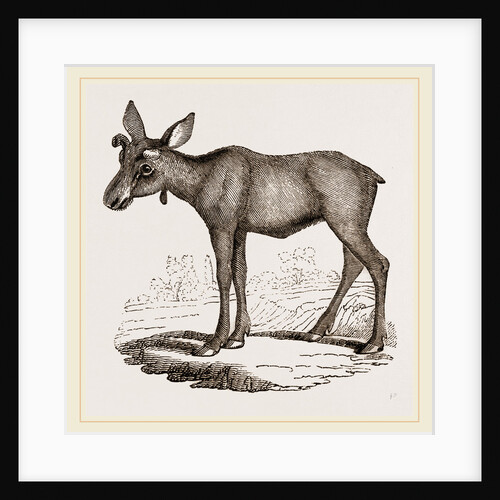 Moose-Deer by Anonymous