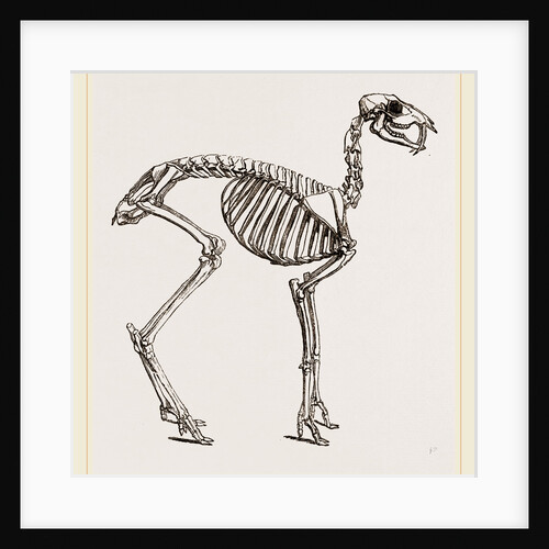 Skeleton of Musk-Deer by Anonymous