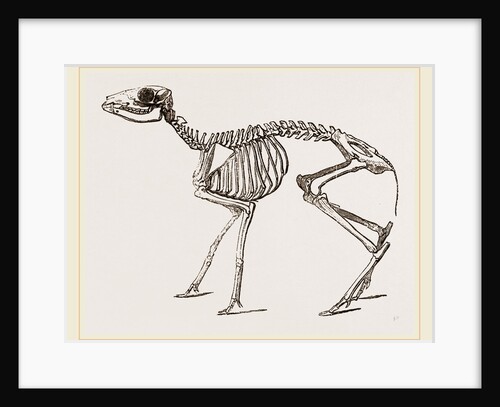 Skeleton of Meminna by Anonymous