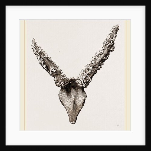 Horns of Fallow-Deer by Anonymous