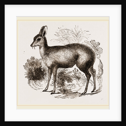Musk-Deer by Anonymous