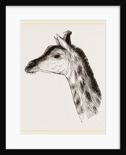 Head of Giraffe by Anonymous