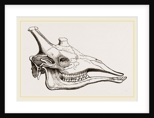 Skull of Giraffe by Anonymous