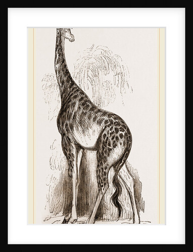 Giraffe by Anonymous