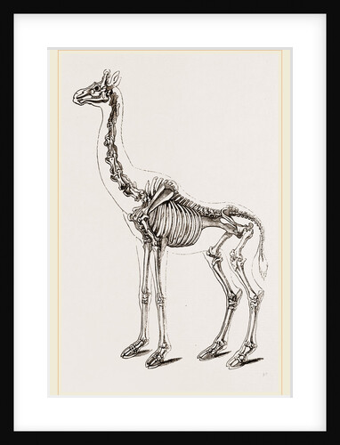 Skeleton of Giraffe by Anonymous