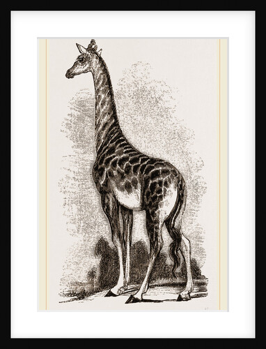 Giraffe by Anonymous