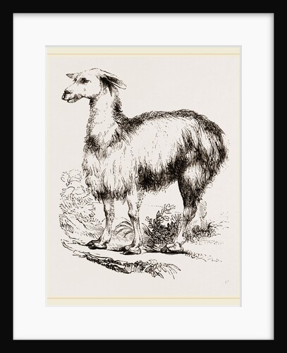 Tame Llama white by Anonymous