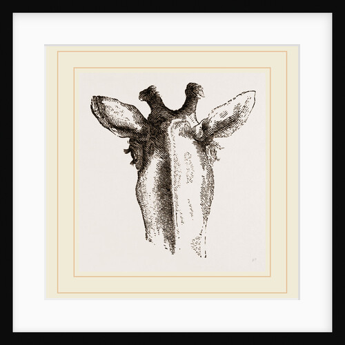 Back view of Giraffe's Head by Anonymous