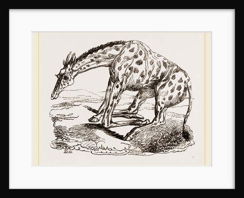 Giraffe about to lie down by Anonymous