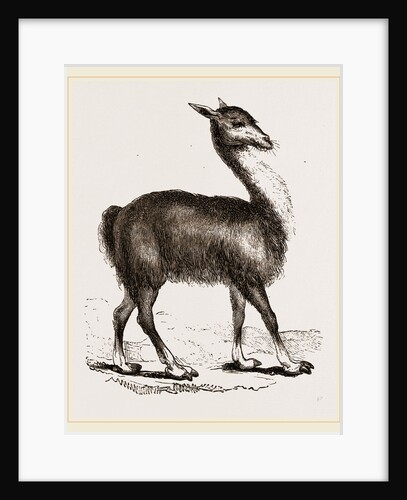 Guanaco by Anonymous