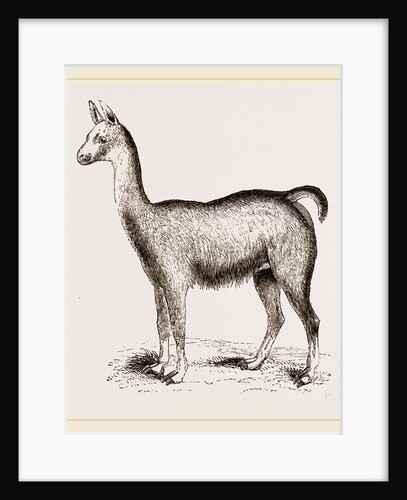 Ma1e Brown Wild Lliana or Guanaco by Anonymous