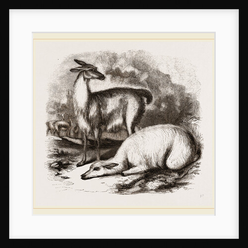 Guanaco and Tame White Llama by Anonymous