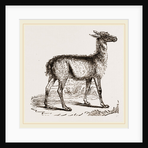 Guanaco by Anonymous