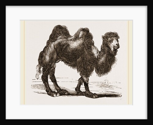 Bactrian Camel by Anonymous