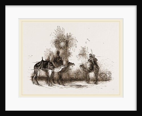 Mounted Camels by Anonymous