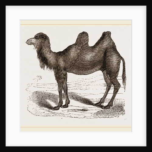 Bactrian Camel by Anonymous