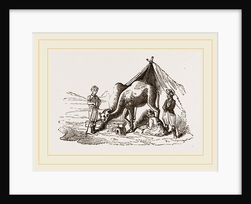 Camels watering by Anonymous