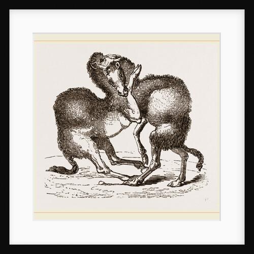 Camels fighting by Anonymous