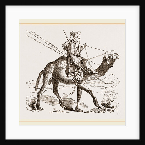 Swift Camel mounted by Anonymous