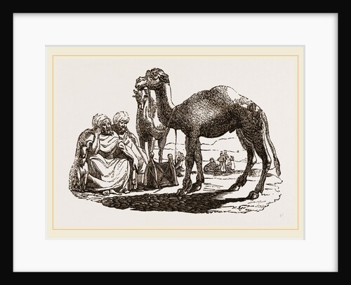 Halt of Camels by Anonymous