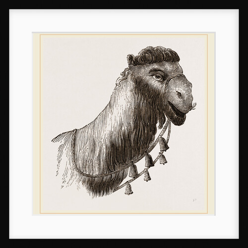 Head of Camel by Anonymous