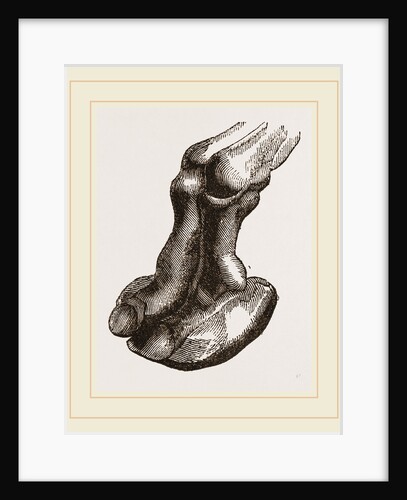 Camel foot by Anonymous