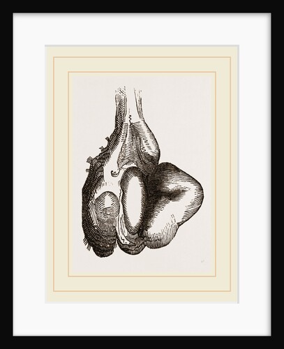 Camel foot by Anonymous