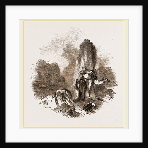 Camel of Swift Breed by Anonymous