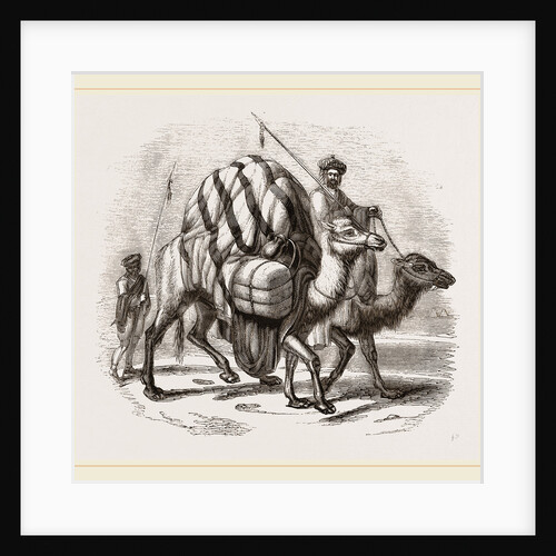 Loaded Camels by Anonymous
