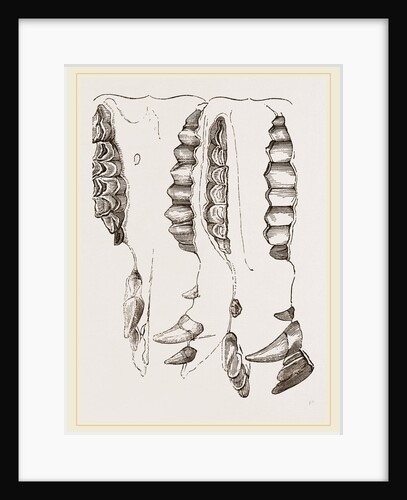 Teeth of Camel by Anonymous