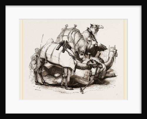 Camels tethered by Anonymous