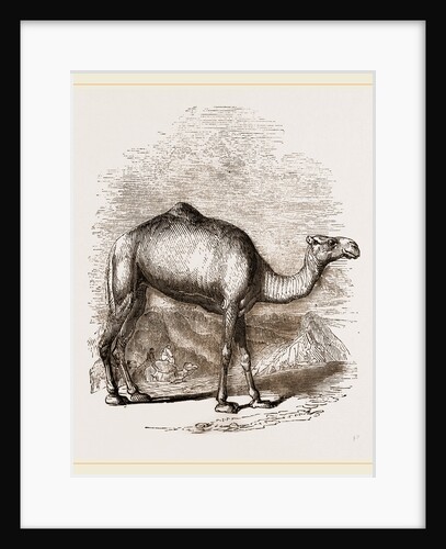 Swift Camel by Anonymous