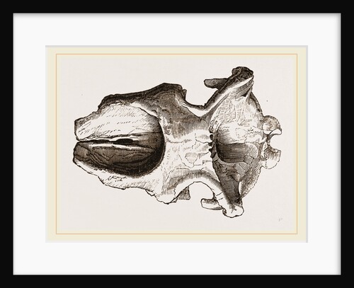 Skull of Dinotherium by Anonymous