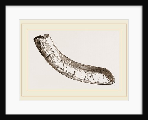 incisor of lower-jaw Toxodon by Anonymous